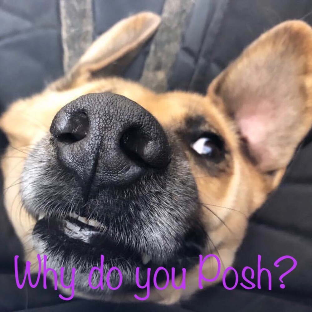 Why do you Posh?